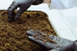 Определение острой токсичности для дождевых червей