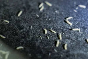 Определение репродуктивной способности коллембол