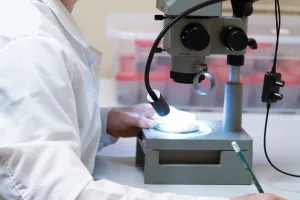 Определение репродуктивной способности коллембол