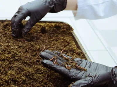 Определение острой токсичности для дождевых червей