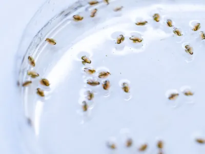 Определение острой токсичности для дафний