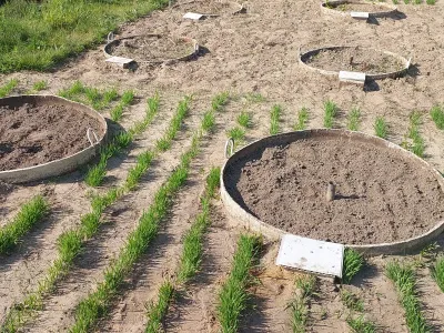 Лизиметрические исследования миграции действующих веществ