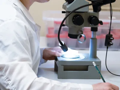 Определение репродуктивной способности коллембол