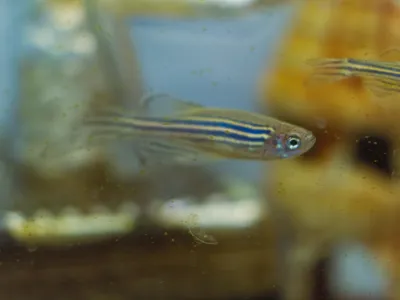 Определение острой токсичности для рыб