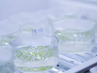 Испытание ряски на угнетение роста