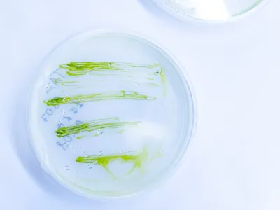 Испытание водорослей и цианобактерий на задержку роста